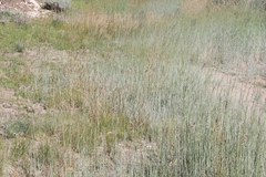 Thinopyrum intermedium intermedium