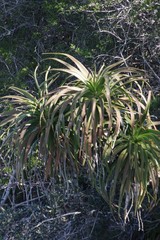 Aloe pluridens