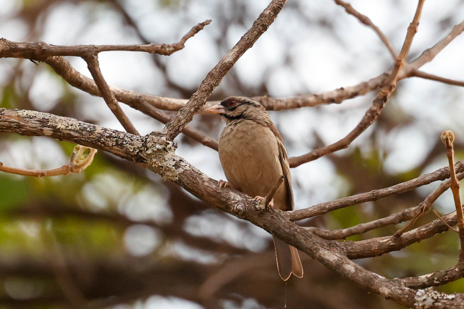 Chestnut-backed Sparrow-Weaver (Plocepasser rufoscapulatus), photo 2