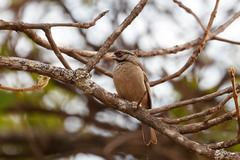 Chestnut-Backed Sparrow-Weaver photo 3