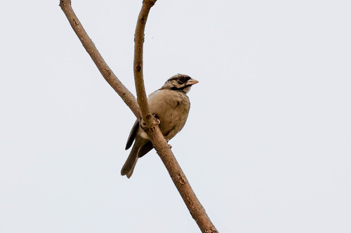 Chestnut-backed Sparrow-Weaver (Plocepasser rufoscapulatus), photo 3