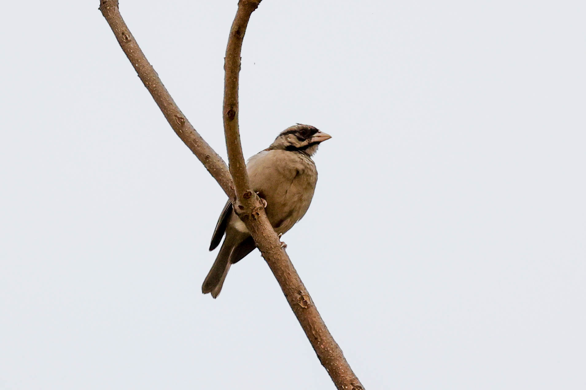 Chestnut-backed Sparrow-Weaver (Plocepasser rufoscapulatus), photo 3
