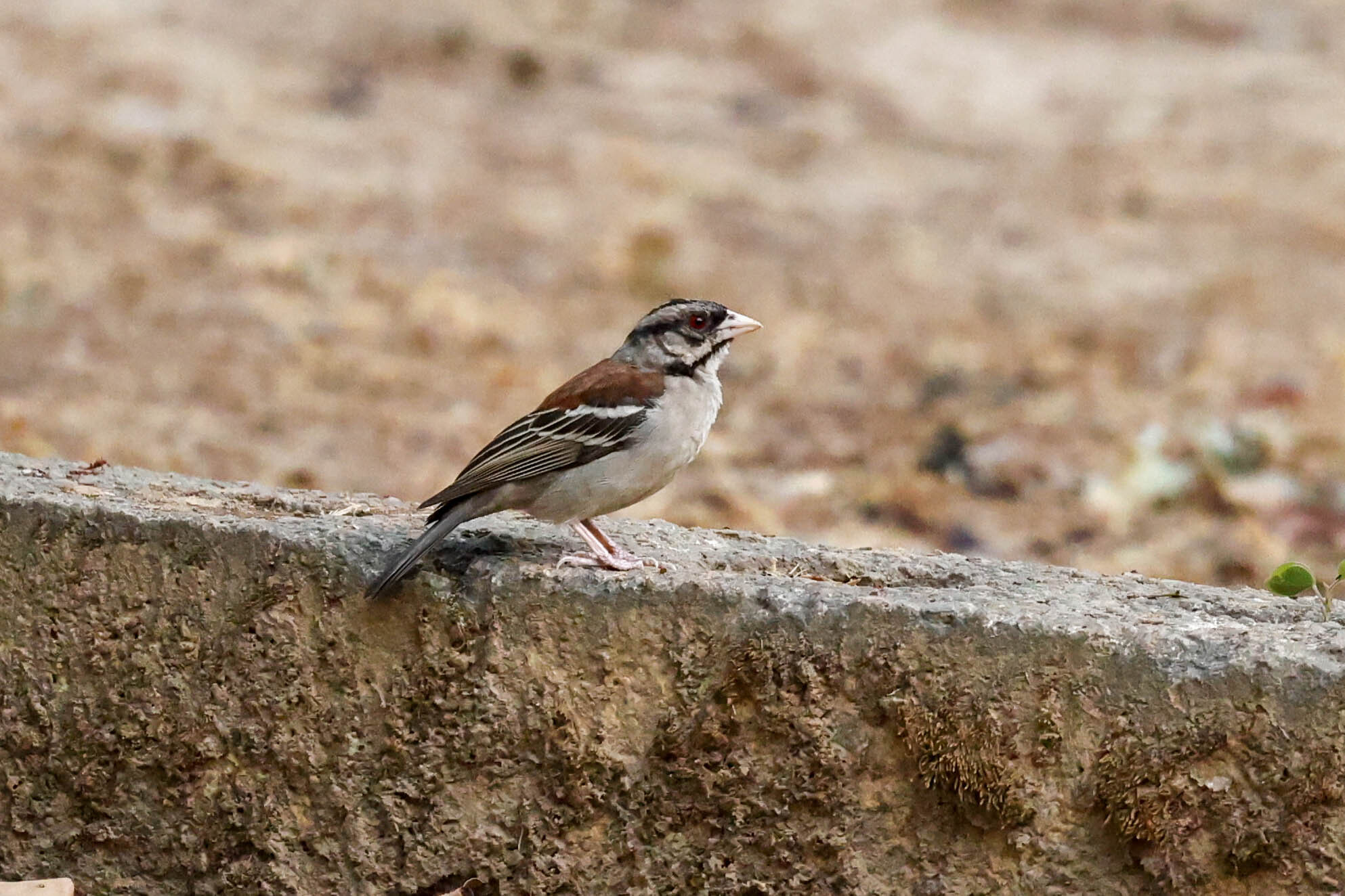 Chestnut-backed Sparrow-Weaver (Plocepasser rufoscapulatus), photo 8