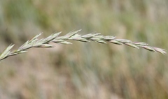 Thinopyrum intermedium intermedium