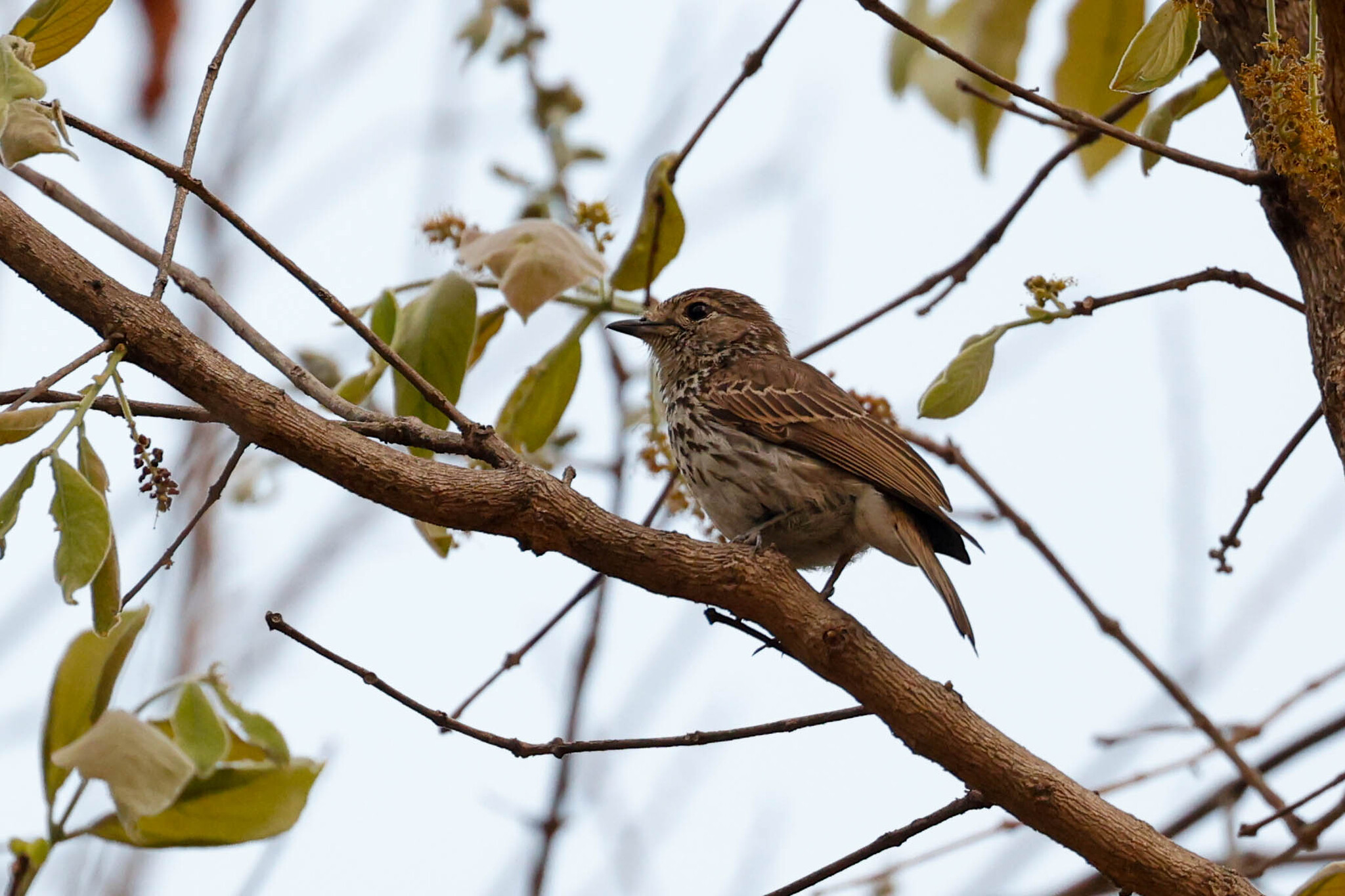 Böhm's Flycatcher illustration