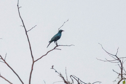 Sharp-tailed Starling (Lamprotornis acuticaudus), photo 3