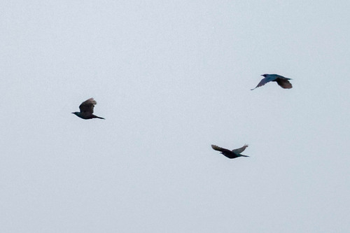 Sharp-tailed Starling (Lamprotornis acuticaudus), photo 4