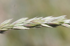 Thinopyrum intermedium intermedium