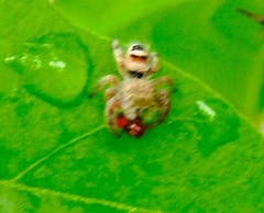 Phidippus pacosauritus
