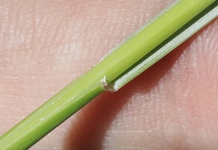 Thinopyrum intermedium intermedium