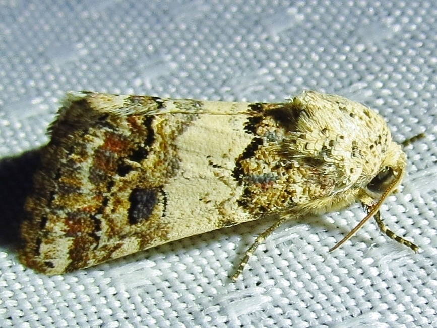 Third Flower Moth