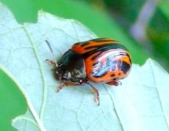 Calligrapha discrepans