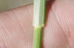 Thinopyrum intermedium intermedium