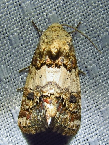 Third Flower Moth photo 2