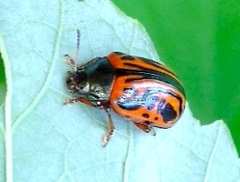Calligrapha discrepans