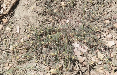 Acmispon decumbens davidsonii