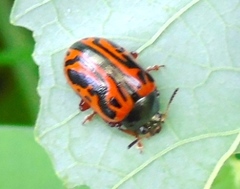 Calligrapha discrepans