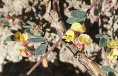 Acmispon decumbens davidsonii