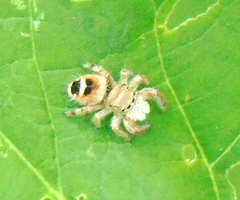 Phidippus pacosauritus