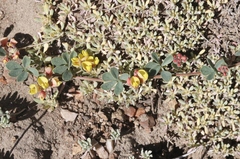 Acmispon decumbens davidsonii