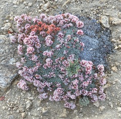 Eriogonum kennedyi