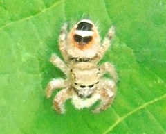 Phidippus pacosauritus