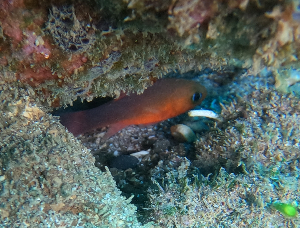 Guadalupe Cardinalfish