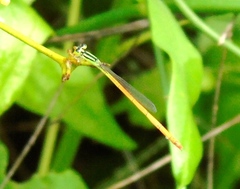 Leptobasis vacillans