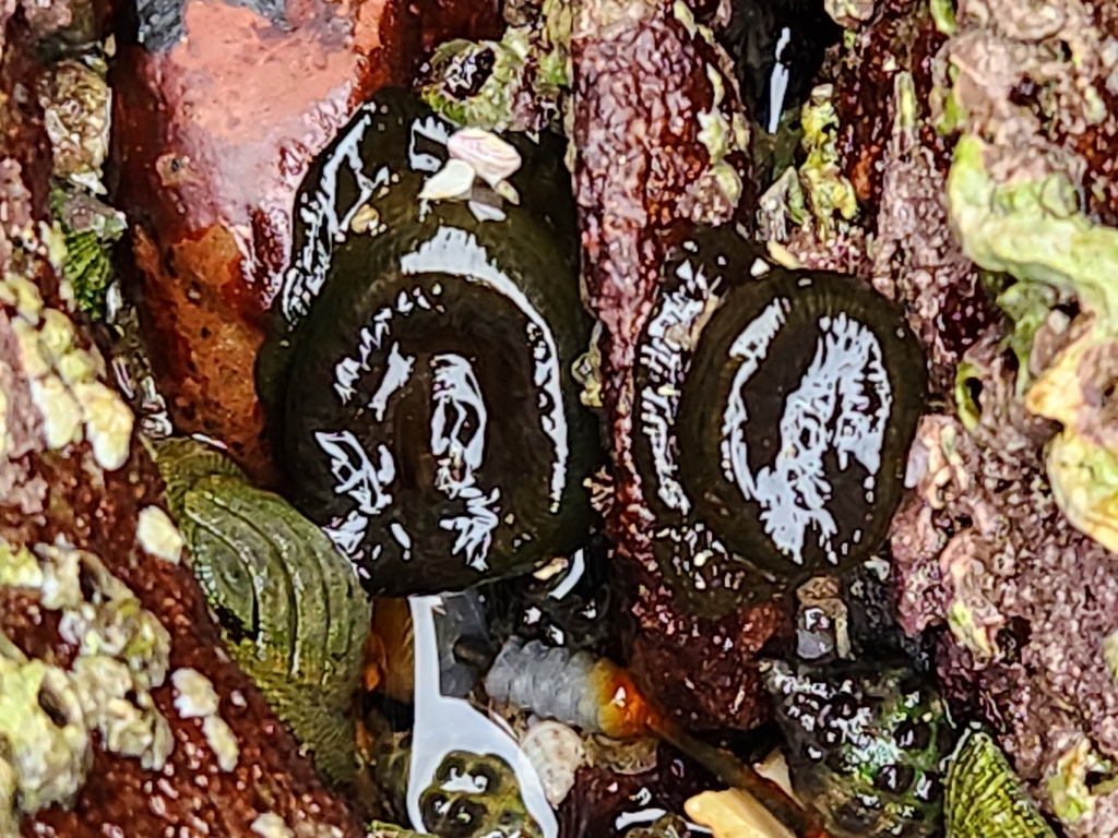 Snake Lock Breeding Green snakelock anemone from Tura Beach NSW 2548, Australia on March 23 ...