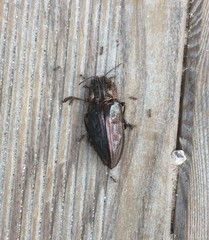 Chalcophora mariana massiliensis