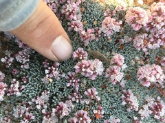 Eriogonum kennedyi