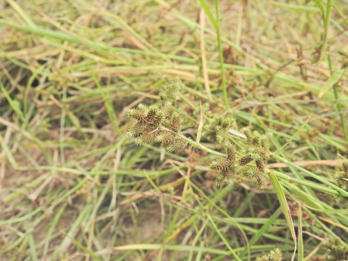 Ciliate fuirena (Fuirena ciliaris)
