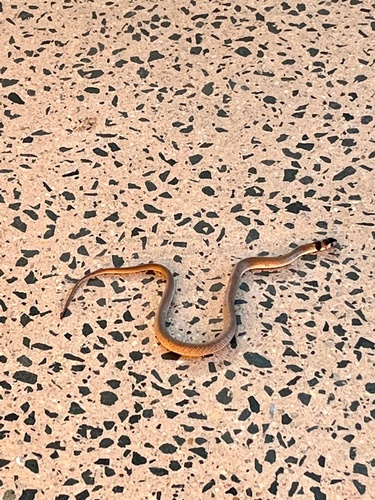 Eastern Brown Snake sighting