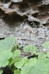 Heuchera missouriensis