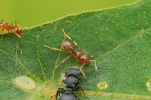 缅甸冠胸蚁Lophomyrmex birmanus