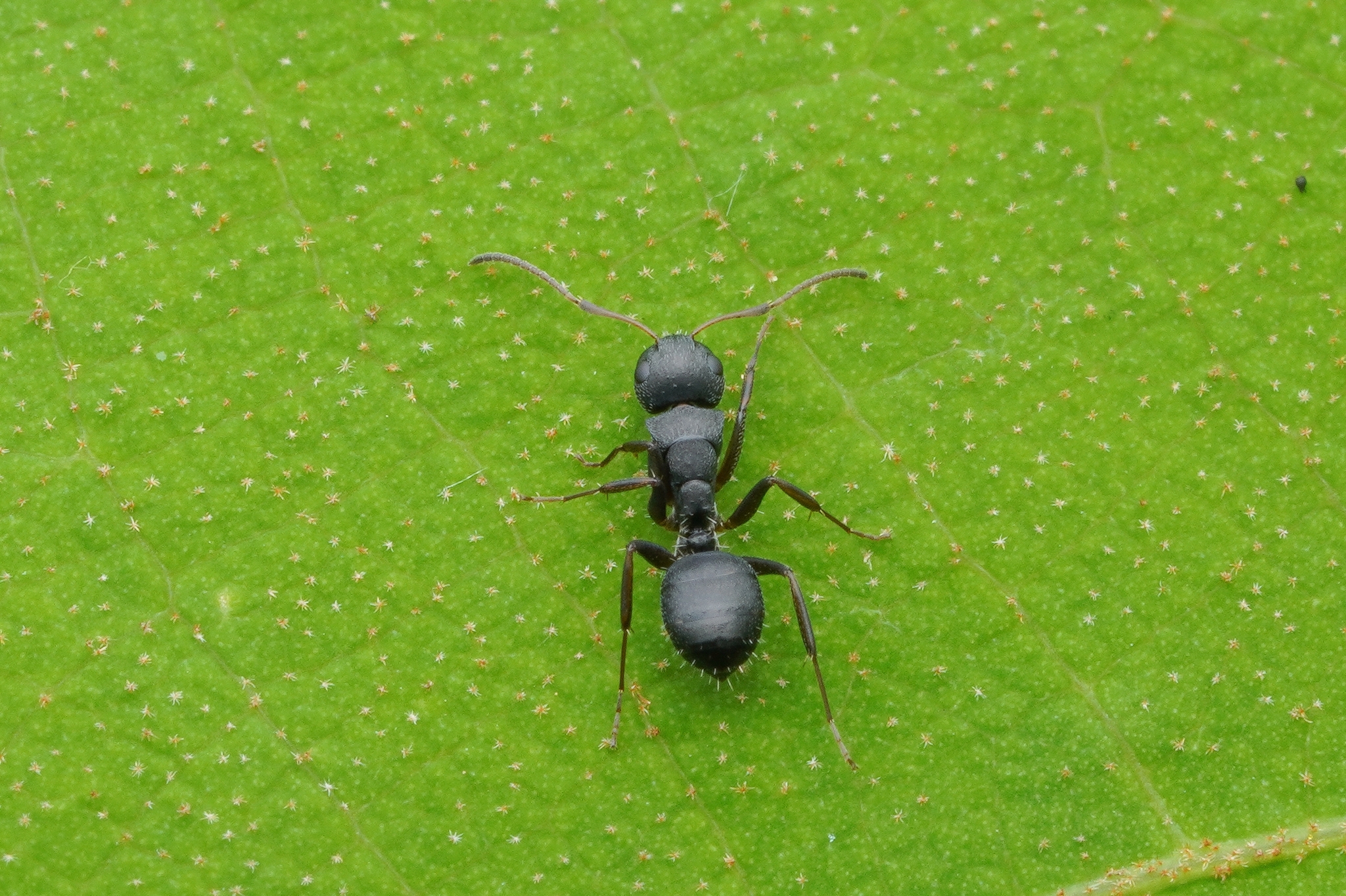 Camponotus siamensis