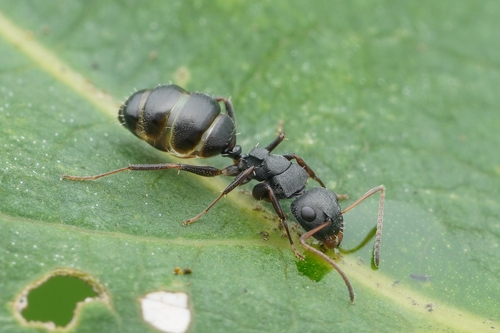 Camponotus siamensisCamponotus siamensis