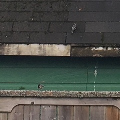 Poecile atricapillus