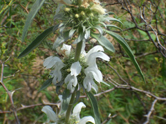Monarda citriodora austromontana
