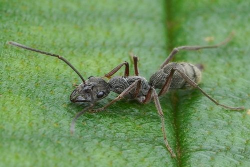Diacamma holzschuhiDiacamma holzschuhi