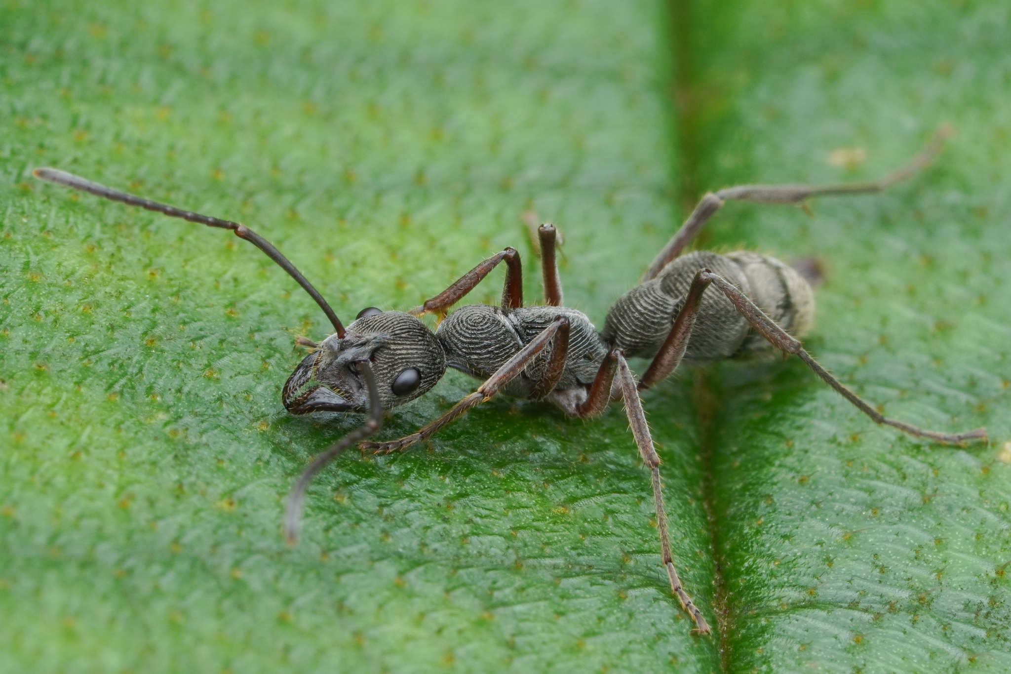 Diacamma holzschuhi
