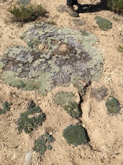 Eriogonum kennedyi