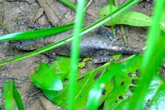 Sceloporus nelsoni