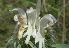 Monarda citriodora austromontana