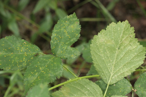 pale bramble rust