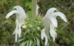 Monarda citriodora austromontana
