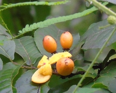 Casearia dolichophylla
