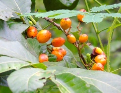 Casearia dolichophylla