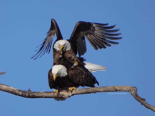 Bald Eagle photographed in Iowa