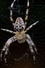 Araneus diadematus